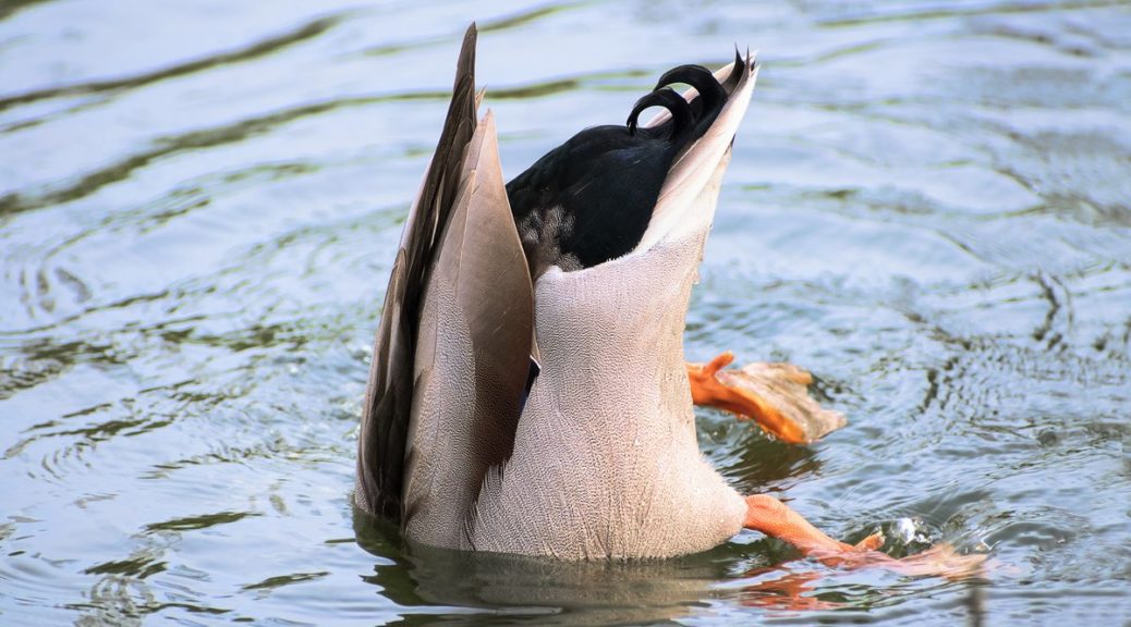 Anatidaephobie - Angst vor Enten - Entenphobie (© Maren Winter / stock.adobe.com)