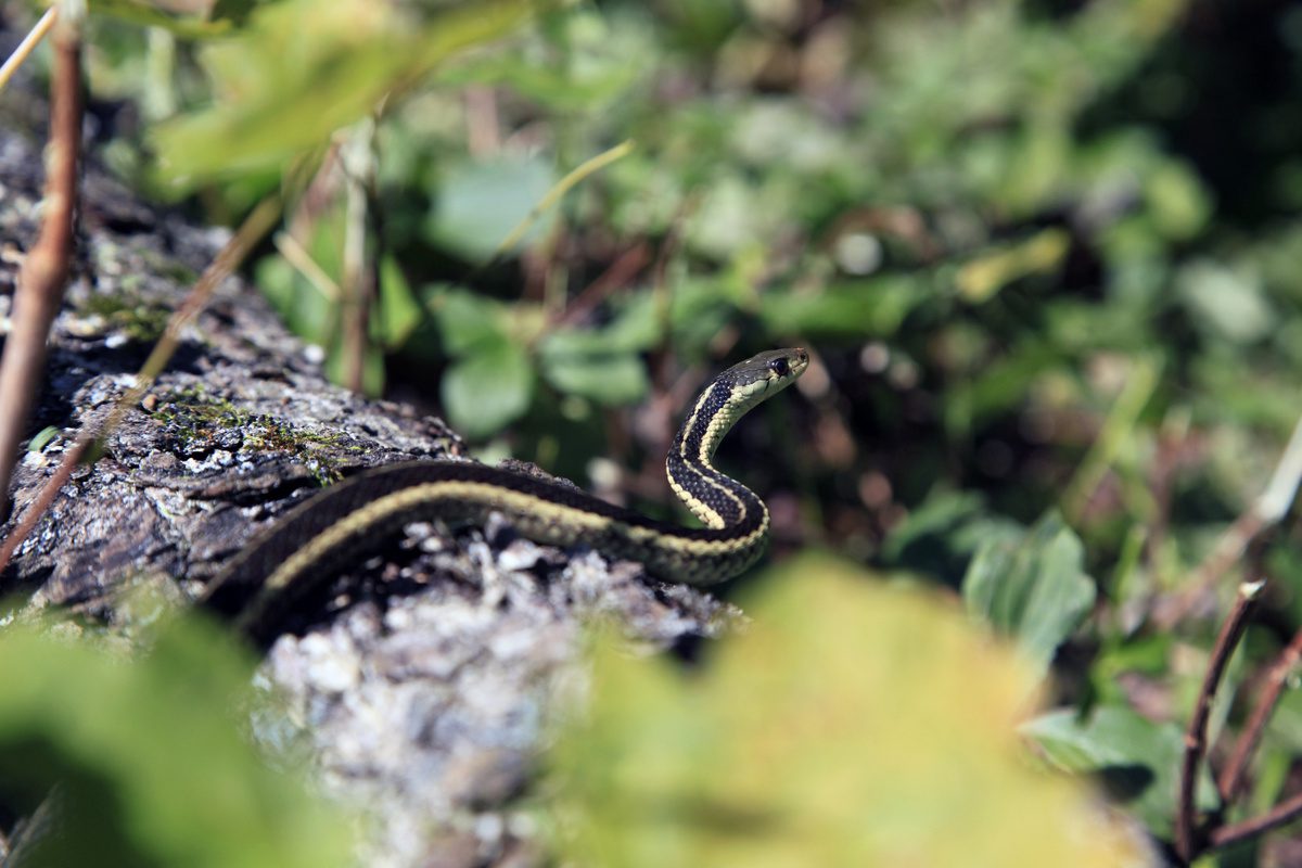 Phobie / Angst vor Schlange? Der Fachbegriff lautet Ophidiophobie. (© Pascal Huot / stock.adobe.com)