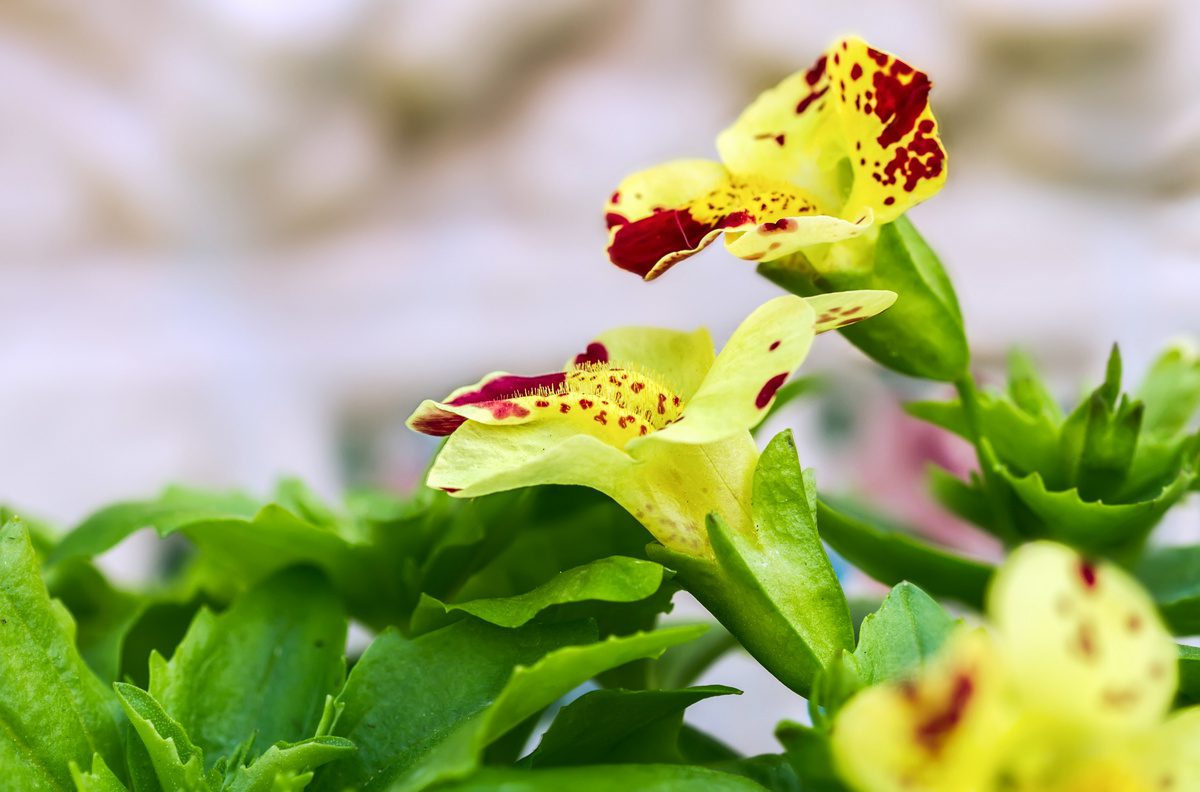 Bachblüte Mimulus - Mittel gegen Ängste, Sorgen, Furcht?! (© Geraldas / stock.adobe.com)