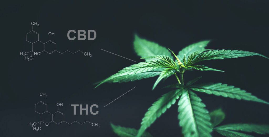 Die Wirkung von Cannabis / Hanf beruht überwiegend auf den Wirkbestandteilen CBD und THC, wobei für die erhoffte therapeutische Wirkung vor allen Dingen CBD relevant ist. (© anankkml / stock.adobe.com)