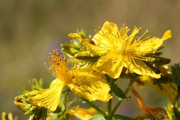 Blüten und Knospen des Echten Johanniskrauts (auch Tüpfel-Johanniskraut oder Tüfel-Hartheu). Hypericum perforatum auf einer Wiese in Hamburg. Johanniskraut wird in der Naturheilkunde gegen Depressionen eingesetzt. Das Echte Johanniskraut war die Heilpflanze des Jahres 1995. (© Thorsten Schier / Fotolia)