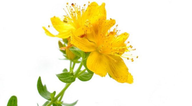 Johanniskraut gegen Depression (© euthymia / Fotolia)