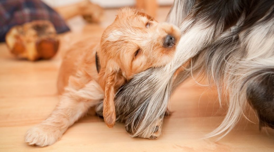 Süß? Oder beißt der!? - Von Kynophobie (Hundephobie) Betroffenen fällt der Umgang mit der Angst vor Hunden nicht leicht (© Steve Mann - Fotolia)