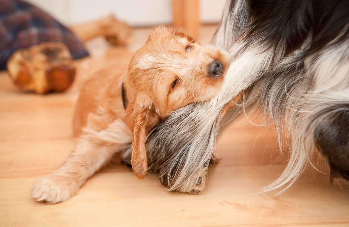 Süß? Oder beißt der!? - Von Kynophobie (Hundephobie) Betroffenen fällt der Umgang mit der Angst vor Hunden nicht leicht (© Steve Mann - Fotolia)