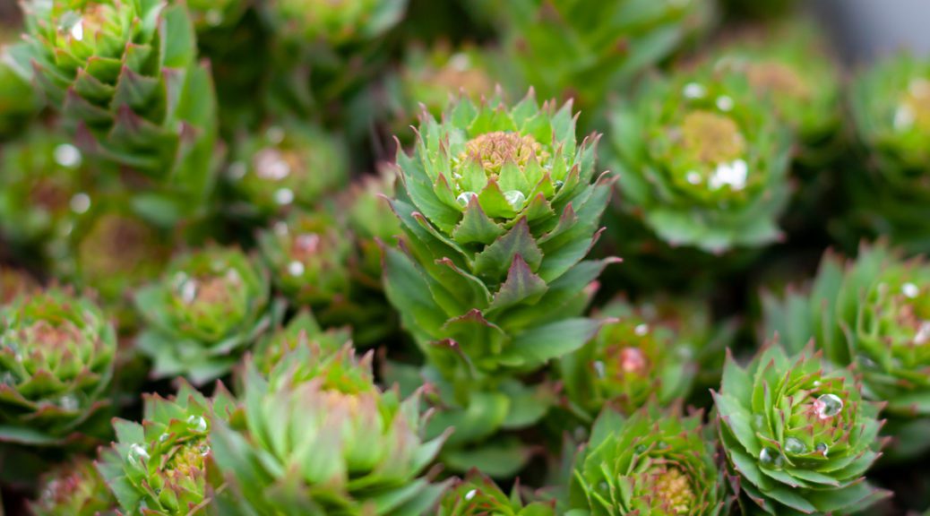 Rhodiola rosea / Rosenwurz (© Ilmar / stock.adobe.com)