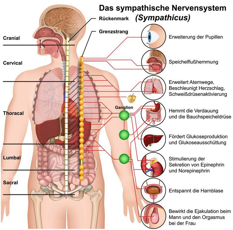 Sympathisches Nervensystem und der Sympathikus (© bilderzwerg / Fotolia)