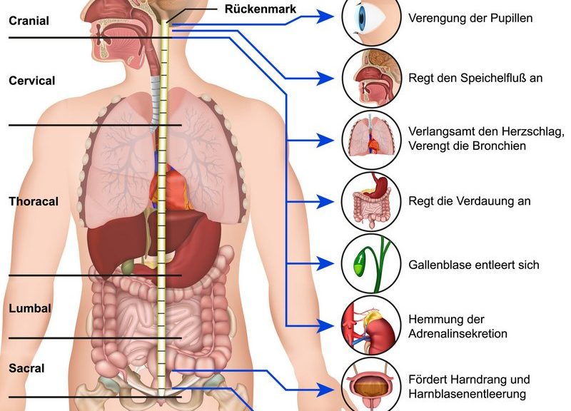 Vegetatives Nervensystem beruhigen - Das parasympathische Nervensystem und der Parasympathikus (© bilderzwerg / Fotolia)