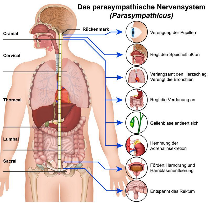 Das parasympathische Nervensystem und der Parasympathikus (© bilderzwerg / Fotolia)